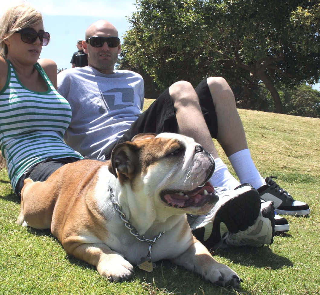 bulldog, chain collar, grass, SD Desktop Wallpaper