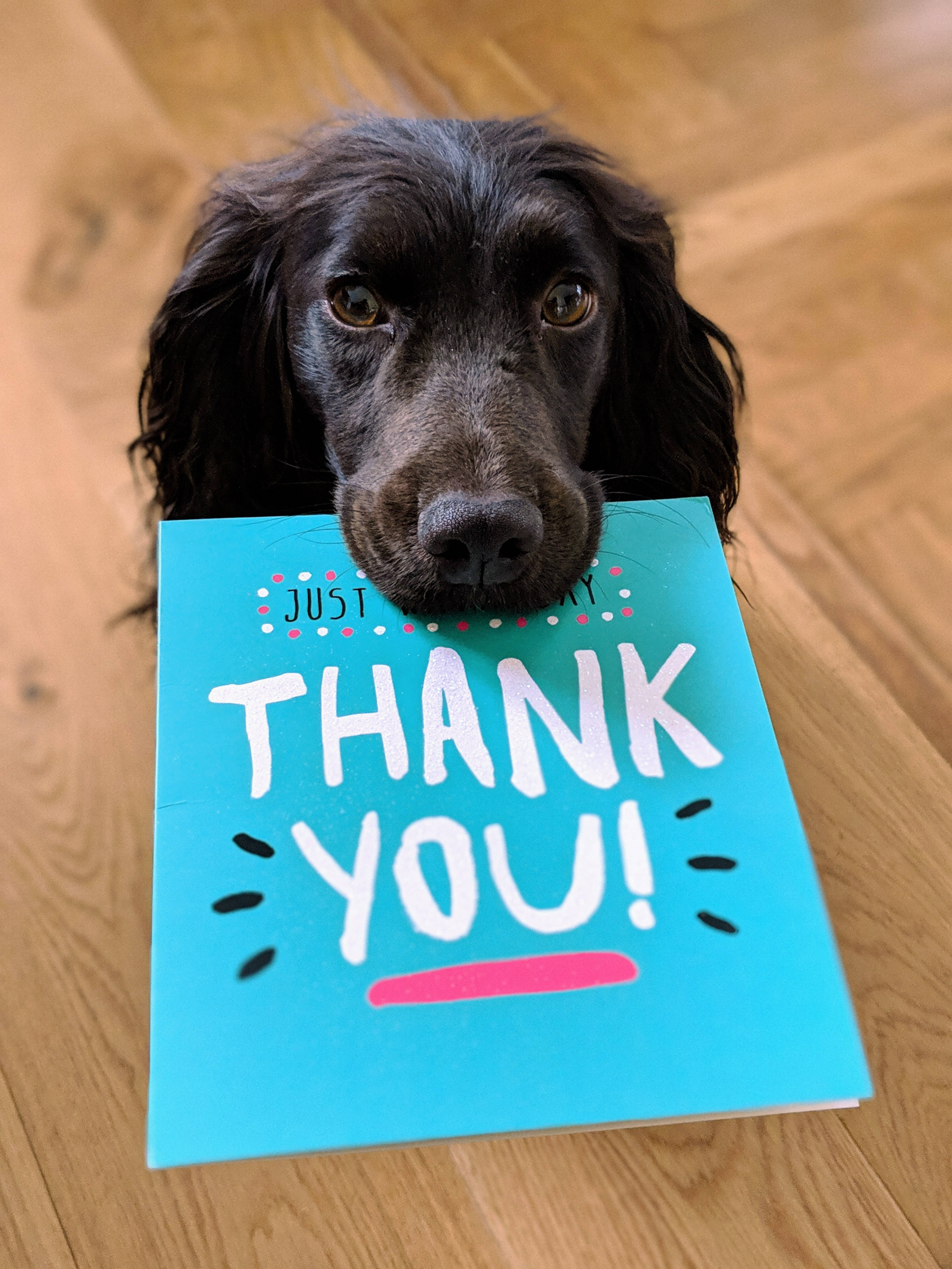 black dog, floppy ears, bright blue thank you card, 4K Phone Wallpaper