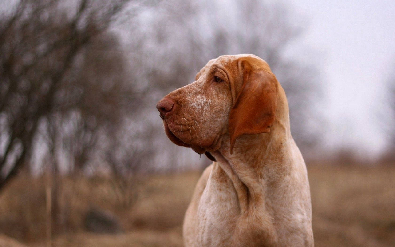 Doggo, Best Friend Forever, reddish-brown dog, HD Desktop Wallpaper