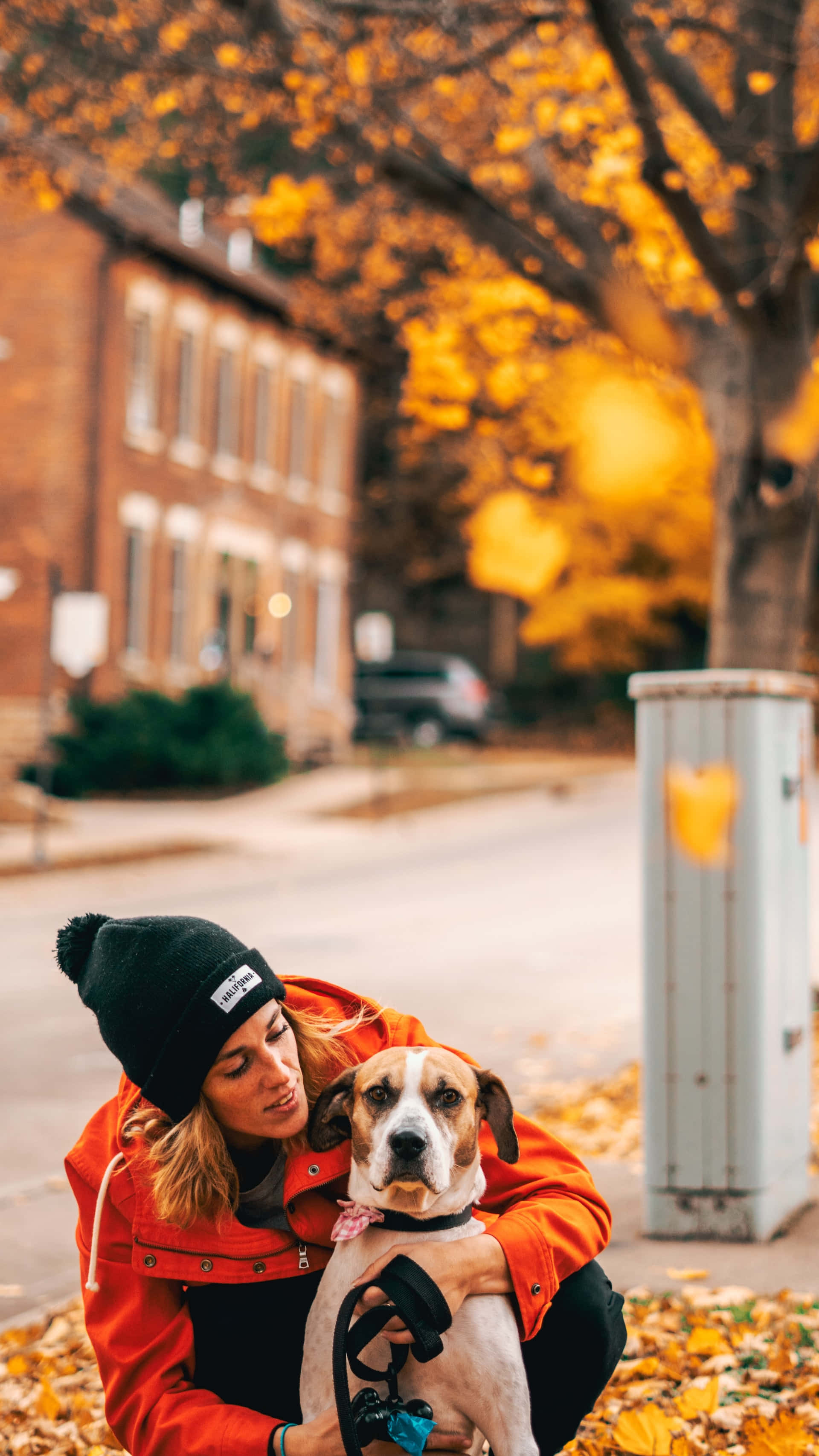 beagle, red jacket, golden autumn leaves, 2K Phone Wallpaper