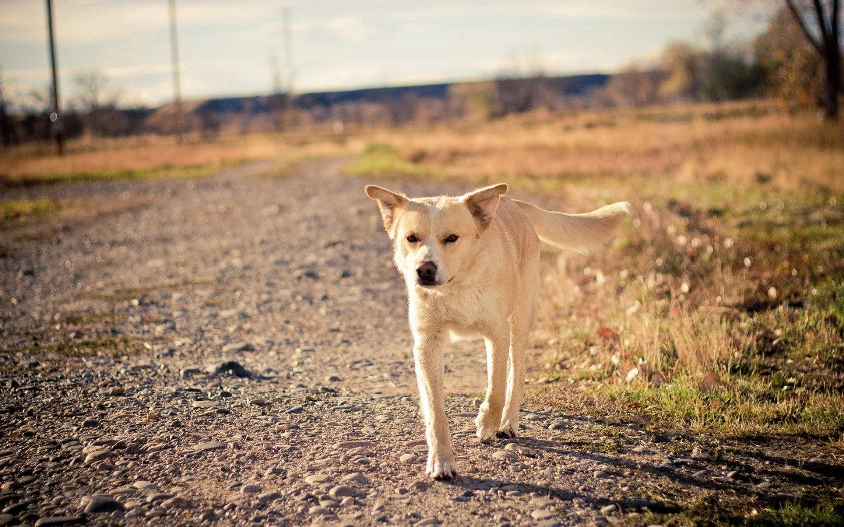 Dog Friend, gravel path, dry grassy field, HD Desktop Wallpaper