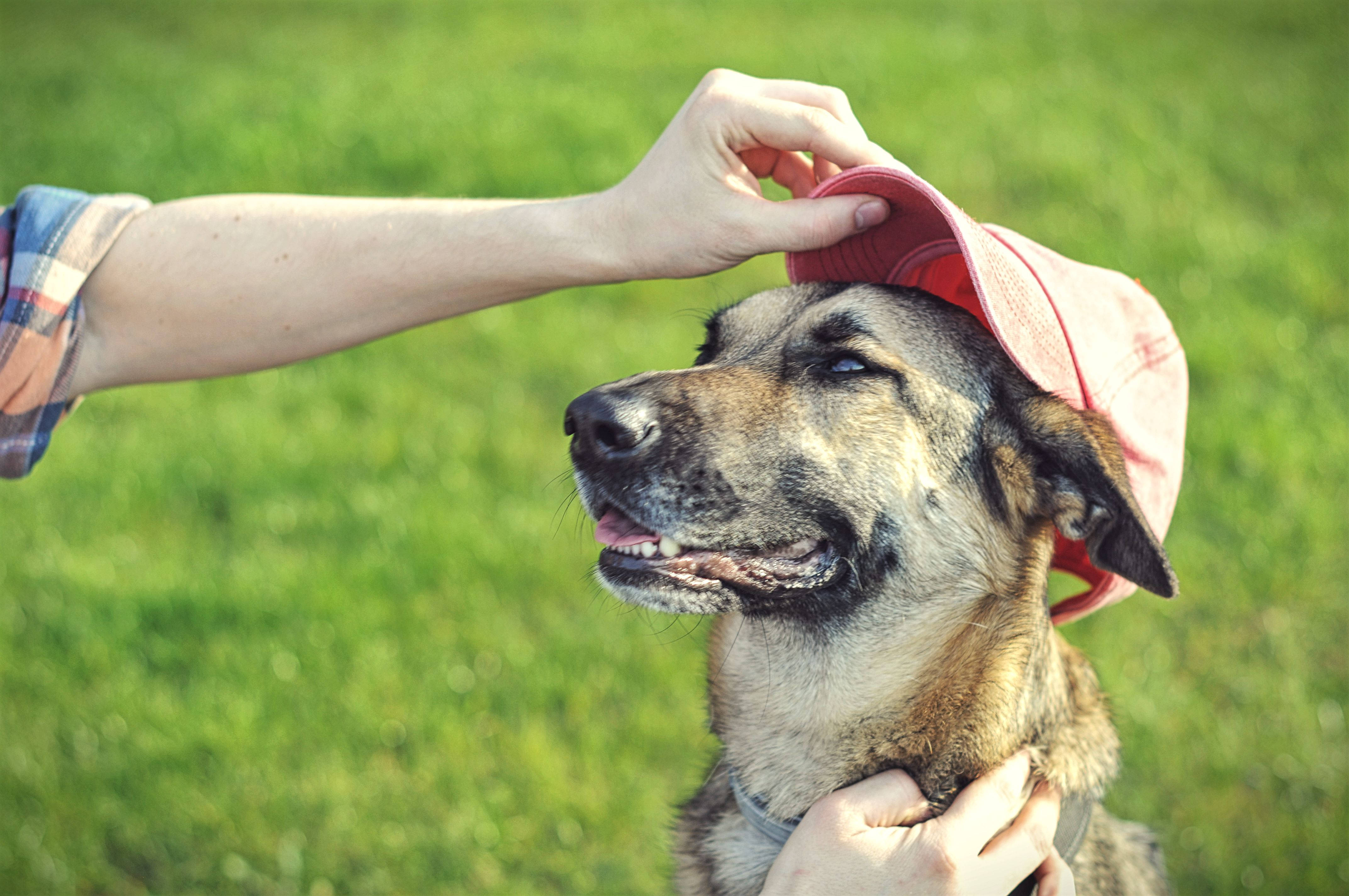 dog best friend, pink hat, sunlit grassy field, 4K Desktop Wallpaper