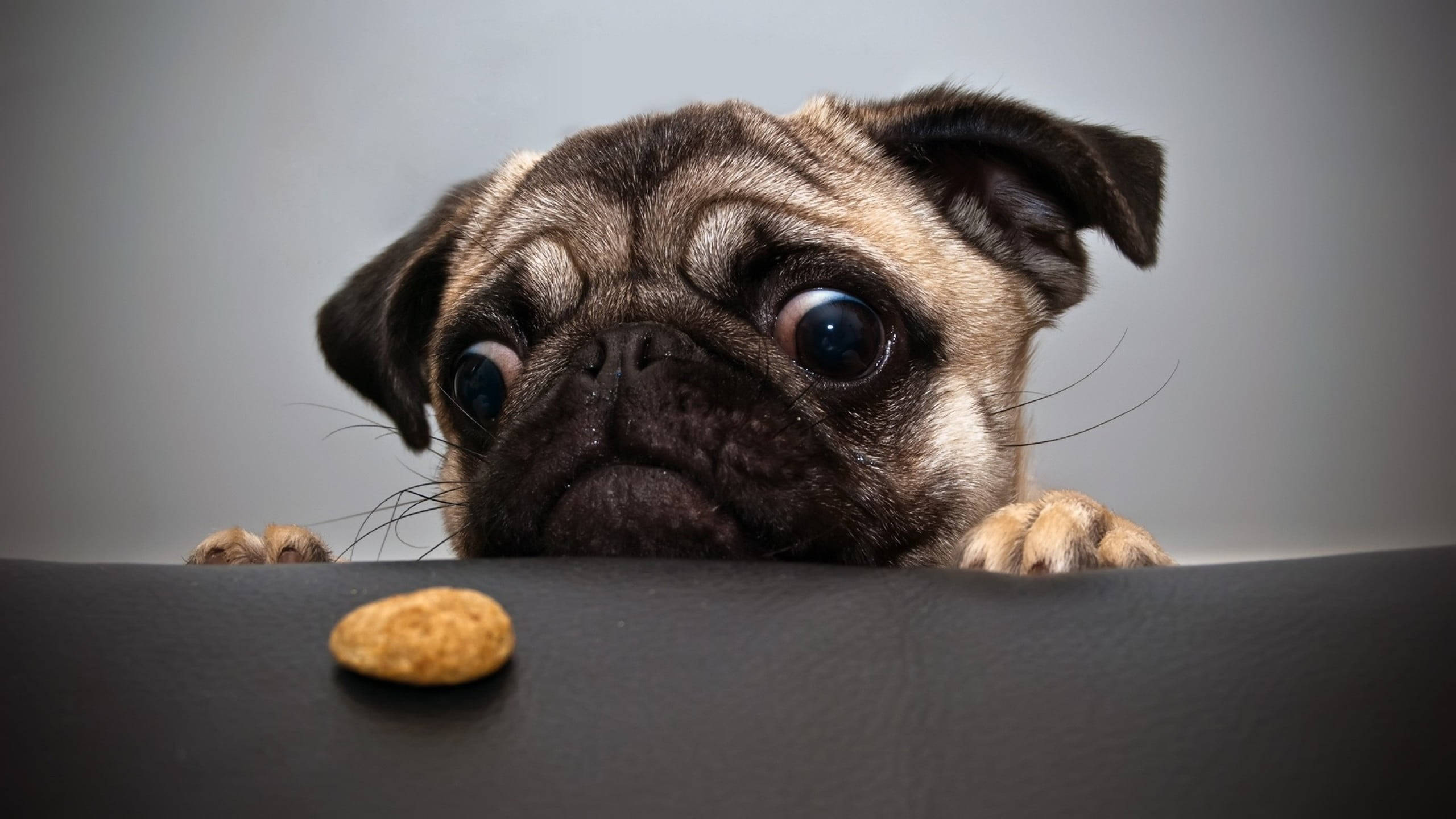 pug, wide eyes, dark surface, 2K Desktop Wallpaper
