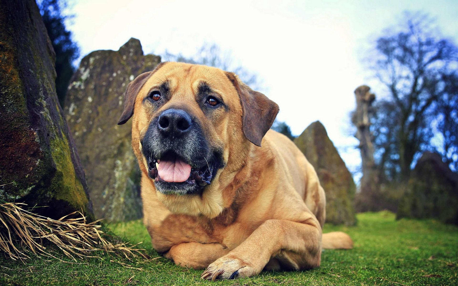 tan dog, black muzzle, green grass, Full HD Desktop Wallpaper