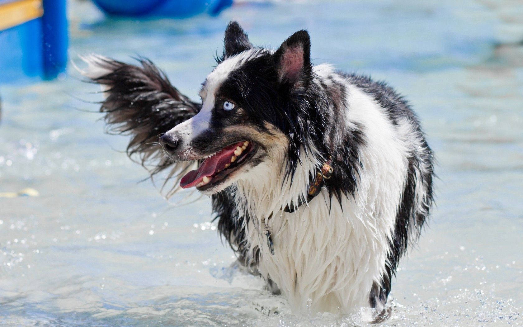 border collie, black and white, striking blue eyes, HD Desktop Wallpaper