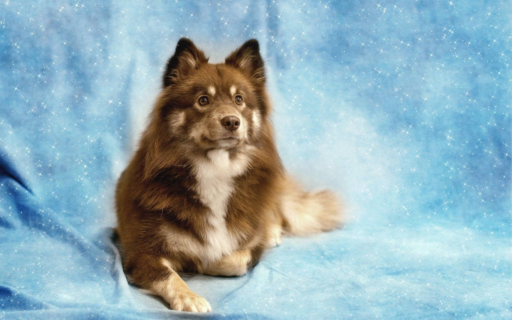 Dog Eyes Friend Shine, fluffy brown and white dog, sparkling blue fabric backdrop, HD Desktop Wallpaper