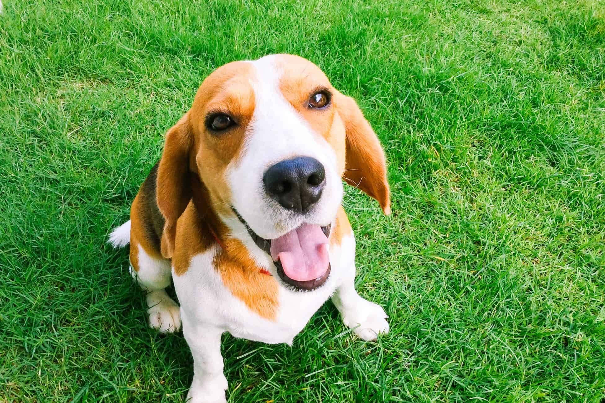 beagle, floppy ears, pink tongue, Full HD Desktop Wallpaper