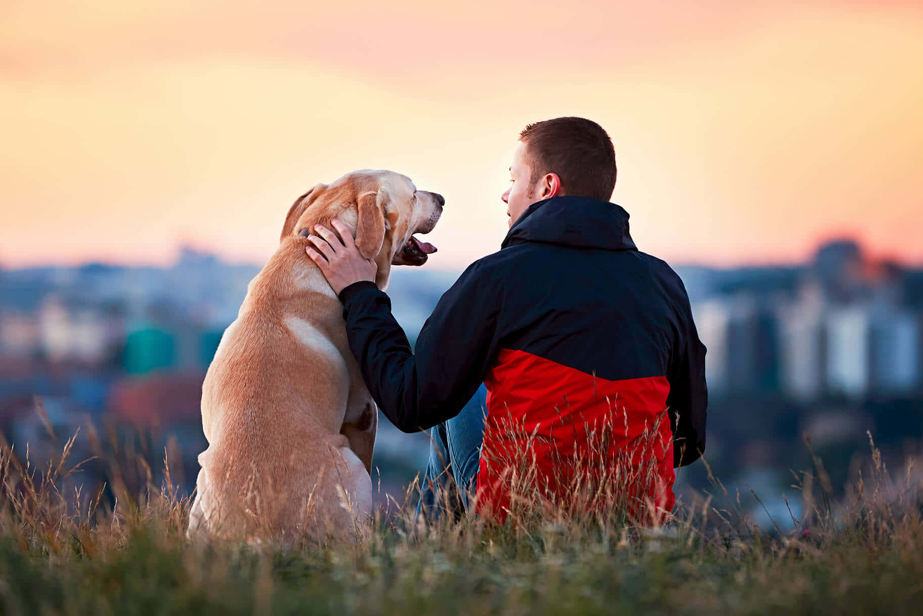 golden retriever, red and black jacket, grass, HD Desktop Wallpaper