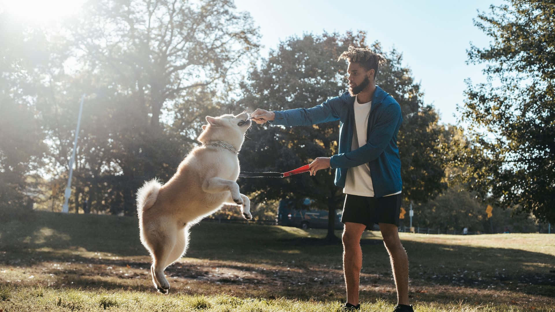 shiba inu, blue jacket, sunlit park, Full HD Desktop Wallpaper