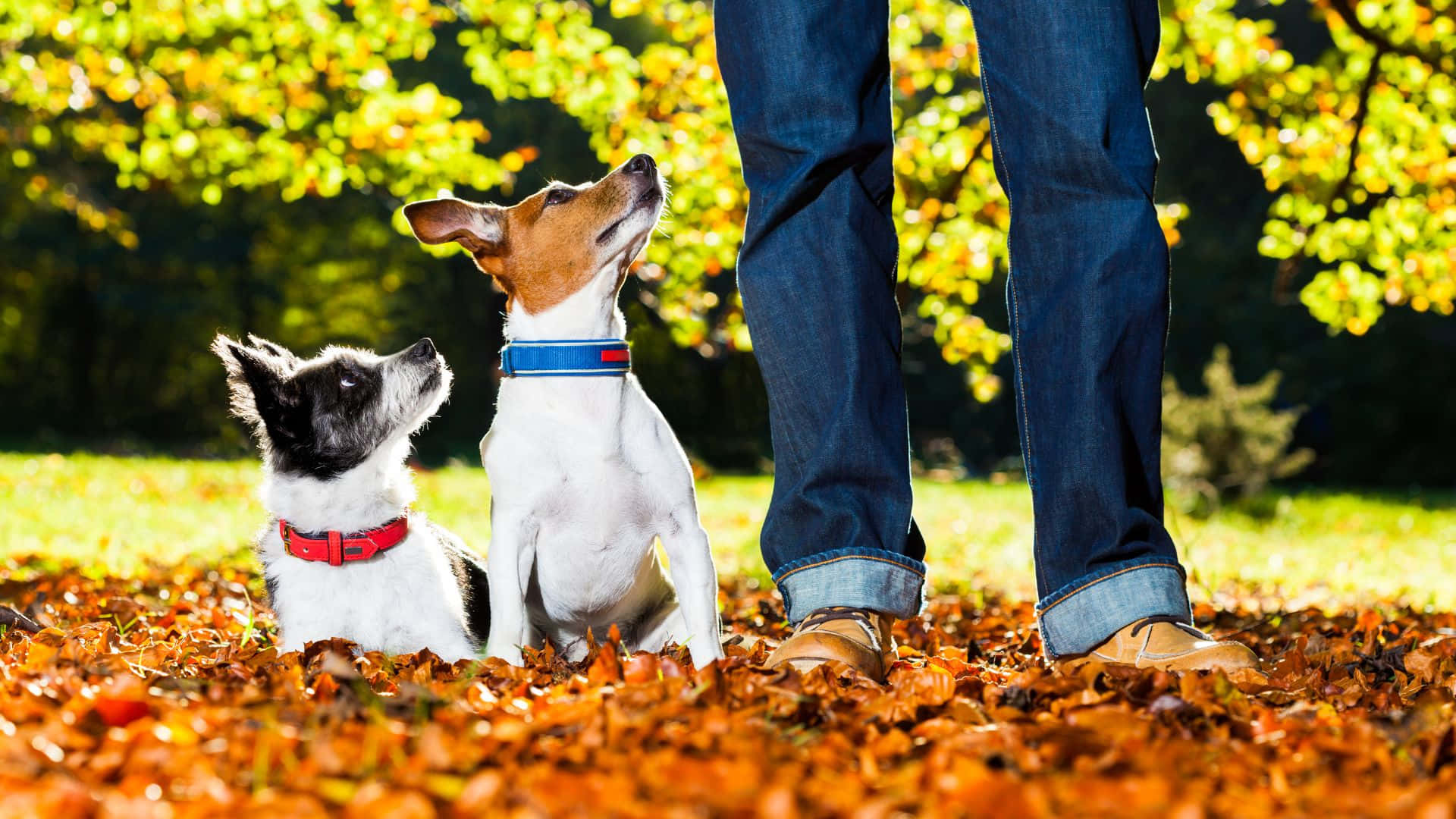 golden autumn leaves, carpet, person's legs, Full HD Desktop Wallpaper