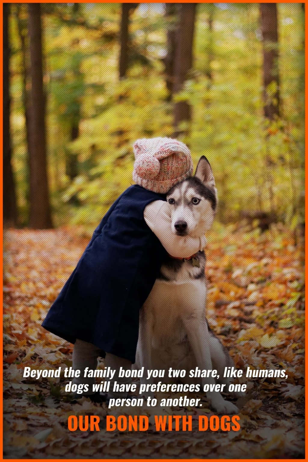 husky dog, knit hat, forest, HD Phone Wallpaper