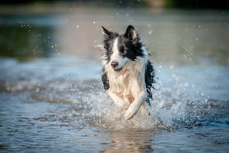 black and white border collie, shallow water, bright daylight, SD Desktop Wallpaper