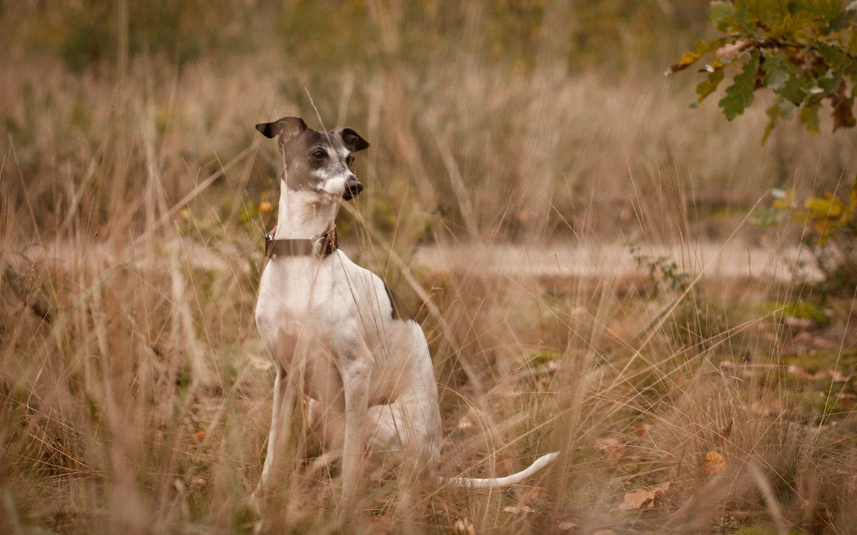 grey and white whippet, tall golden grass, soft autumn light, HD Desktop Wallpaper