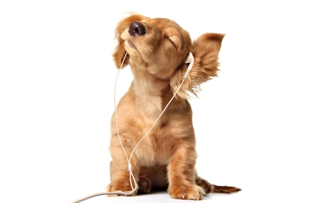 Dog iPhone