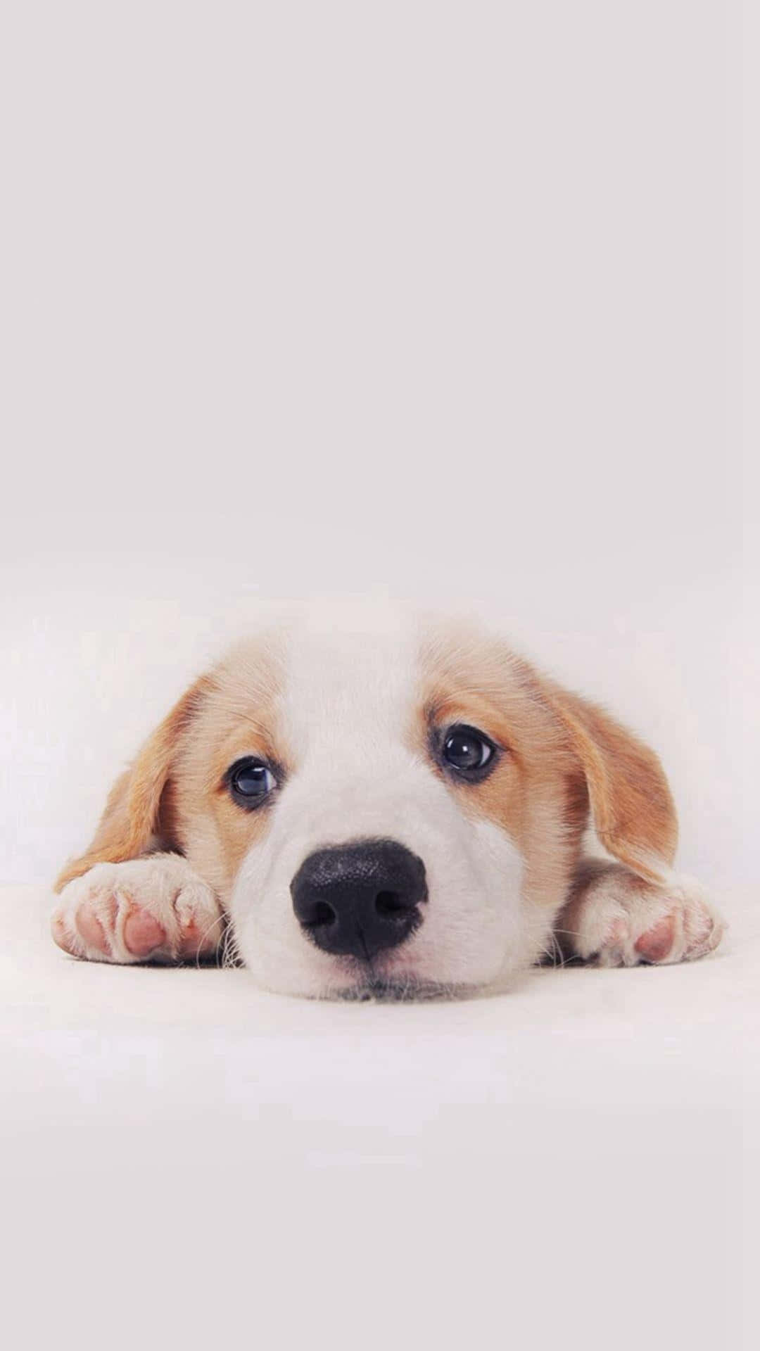 beagle puppy, big dark eyes, floppy ears, Full HD Phone Wallpaper
