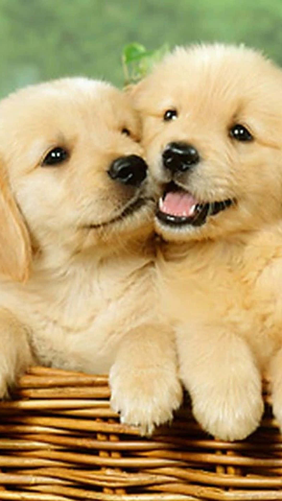 Dog iPhone, golden retriever puppies, wicker basket, Full HD Phone Wallpaper