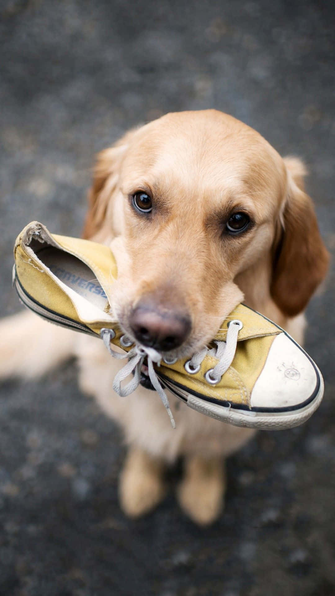 golden retriever puppy, yellow sneaker, big eyes, Full HD Phone Wallpaper