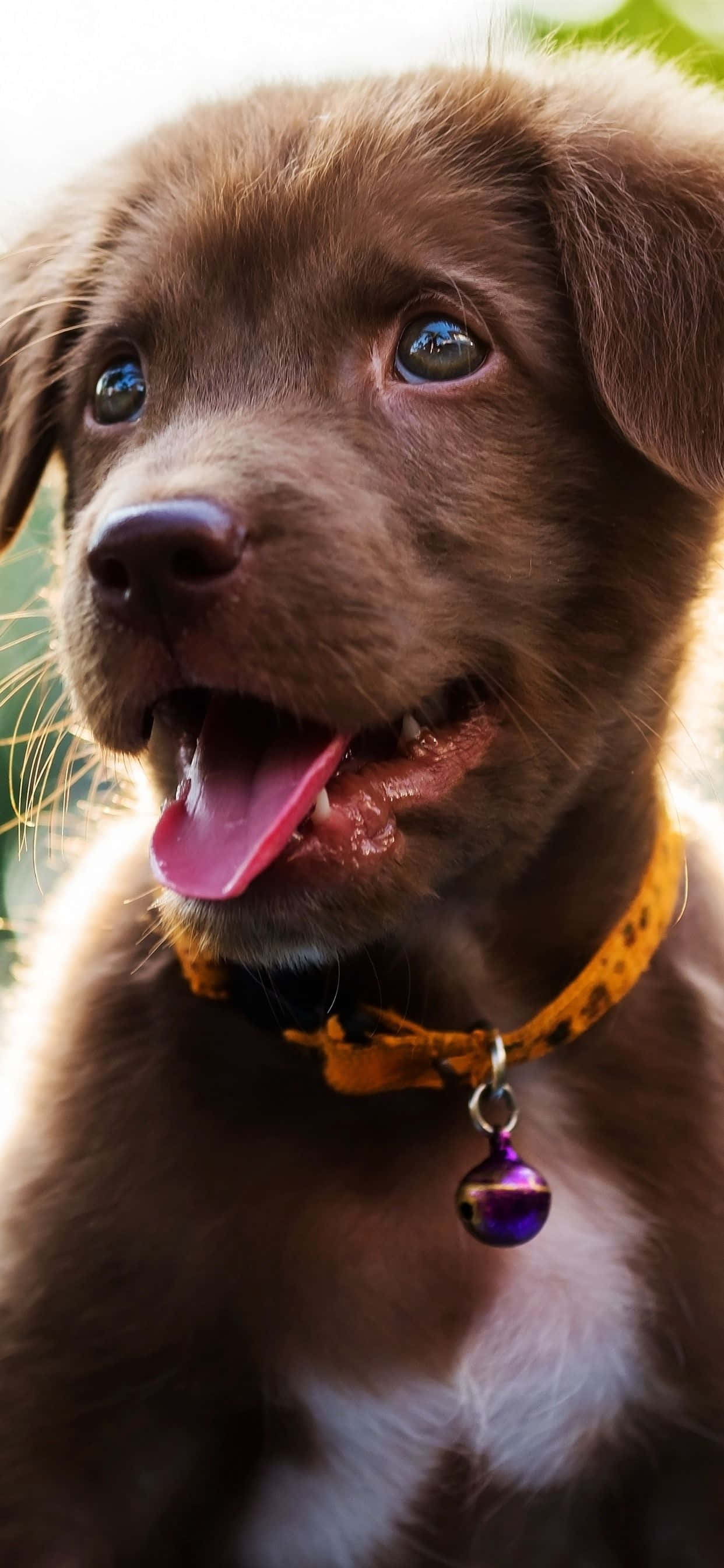 iPhone, dog, brown puppy, 2K Phone Wallpaper