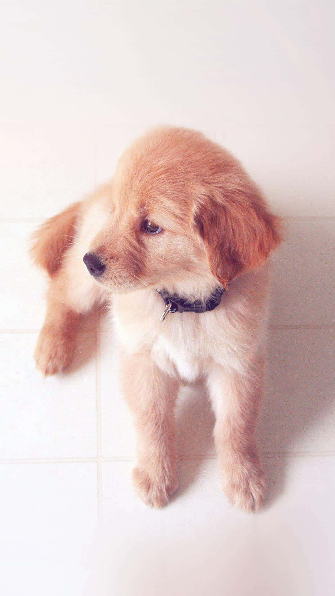 golden puppy, black collar, white tiled floor, Full HD Phone Wallpaper