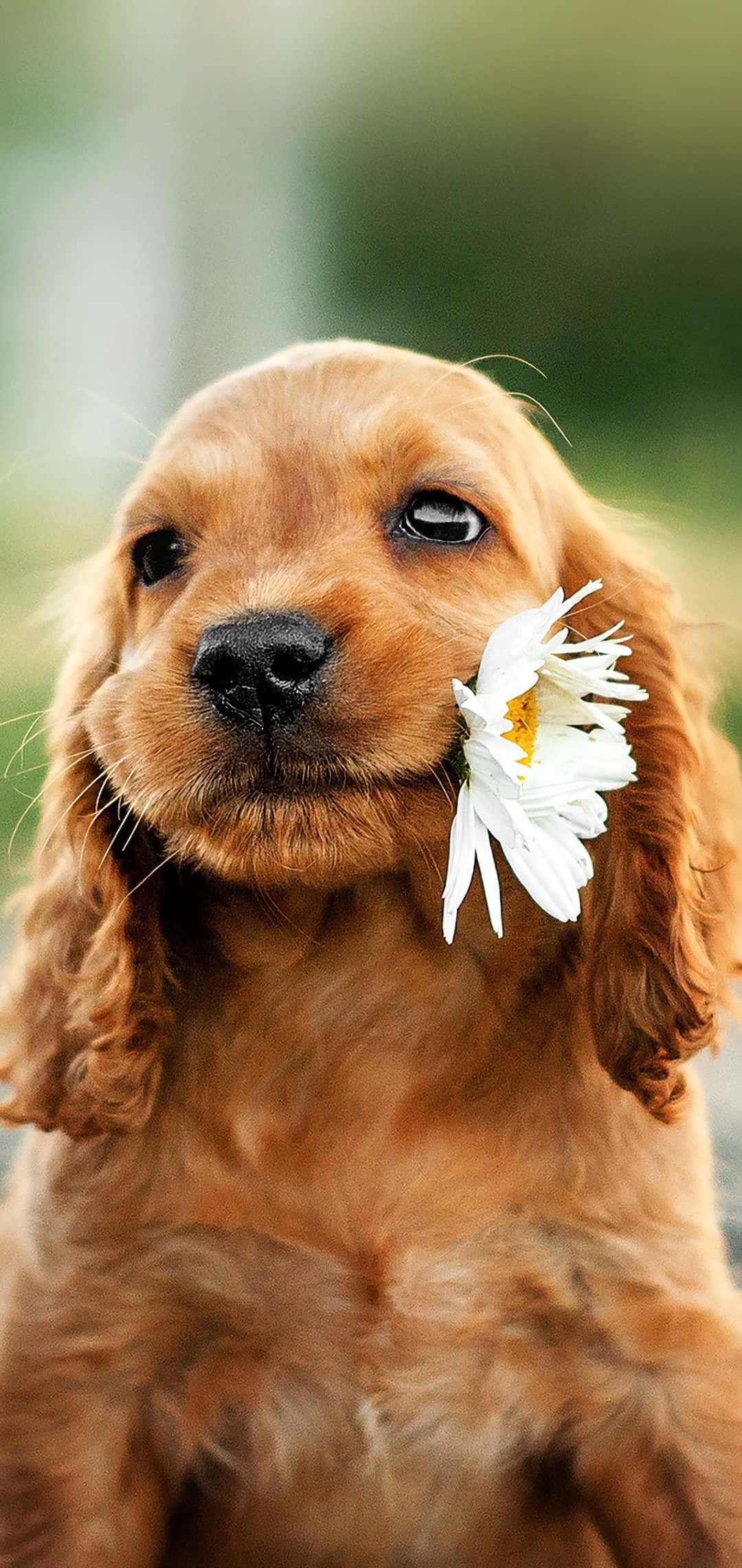 golden Cocker Spaniel, white daisy, soft blurred green background, Full HD Phone Wallpaper