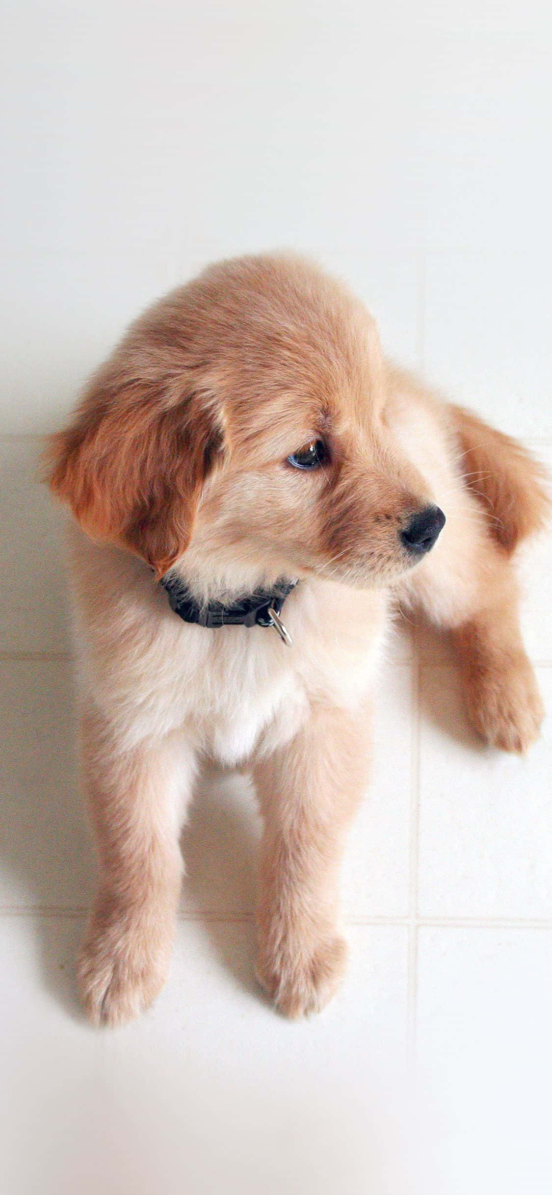 iPhone, fluffy golden retriever puppy, black collar, Full HD Phone Wallpaper