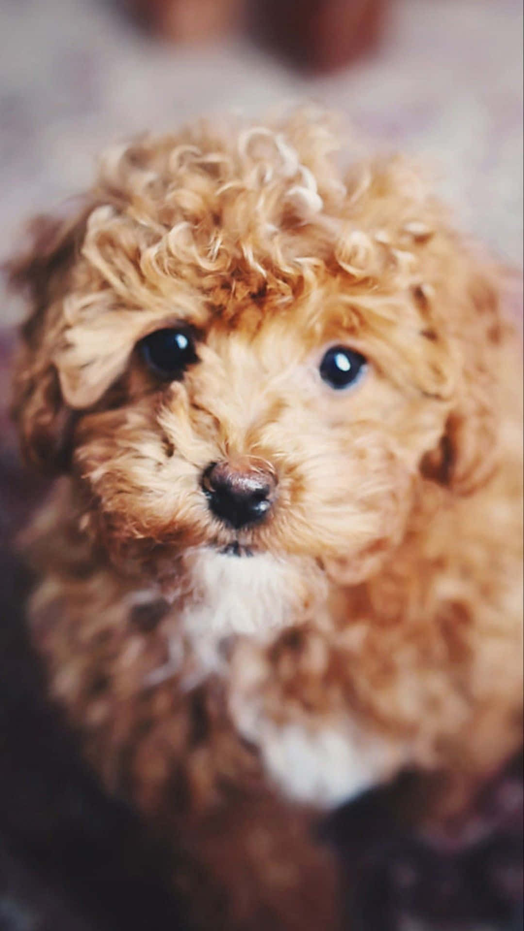 Dog iPhone, fluffy golden puppy, big dark eyes, Full HD Phone Wallpaper