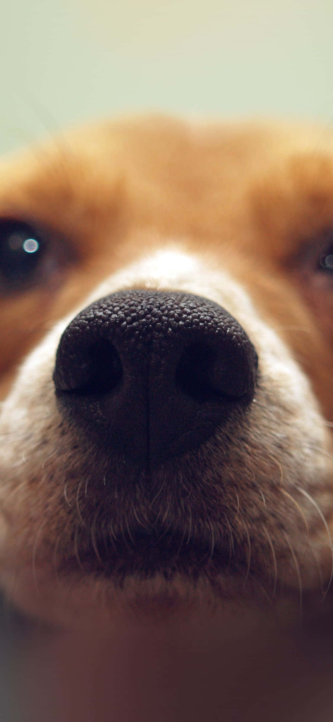 dog, wet black nose, soft brown fur, Full HD Phone Wallpaper