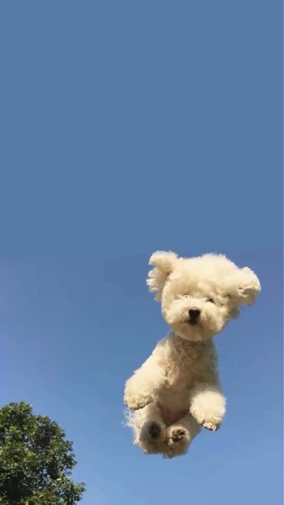 fluffy white dog, clear blue sky, tree, SD Phone Wallpaper