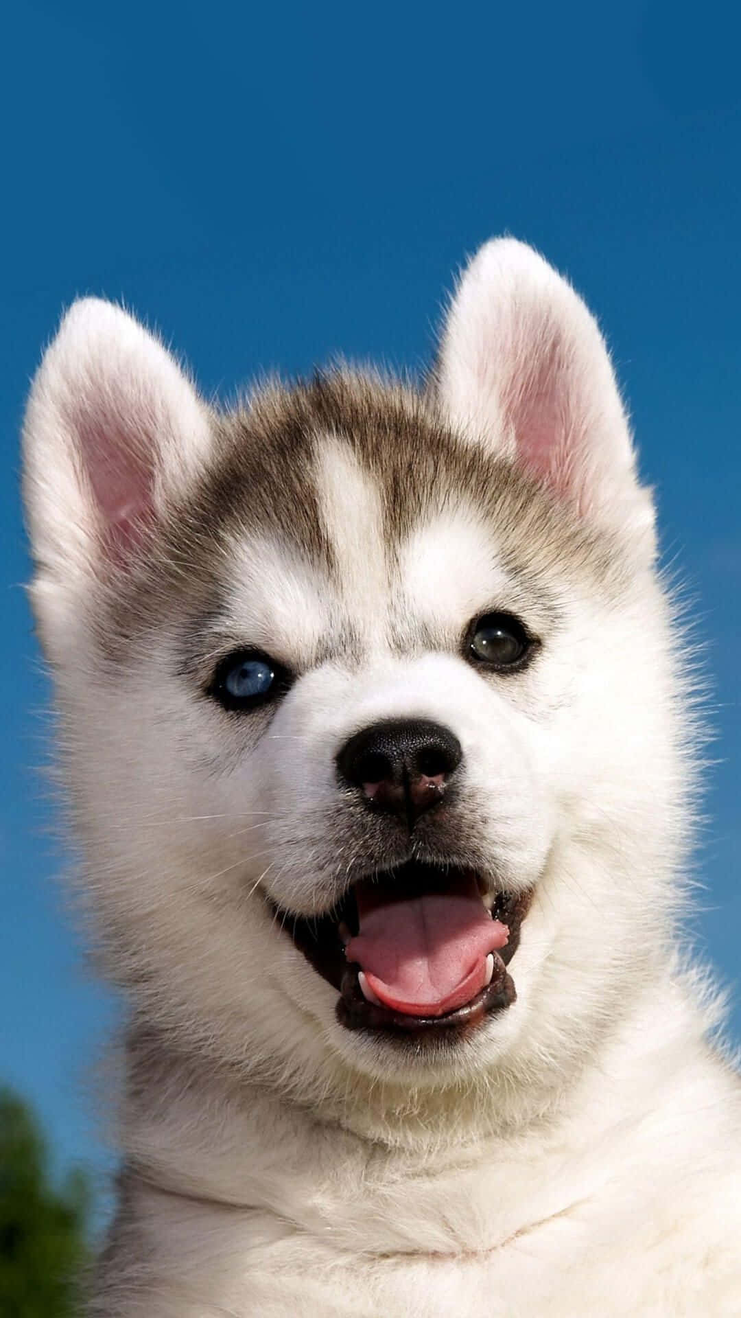 husky puppy, blue sky, one blue eye, Full HD Phone Wallpaper