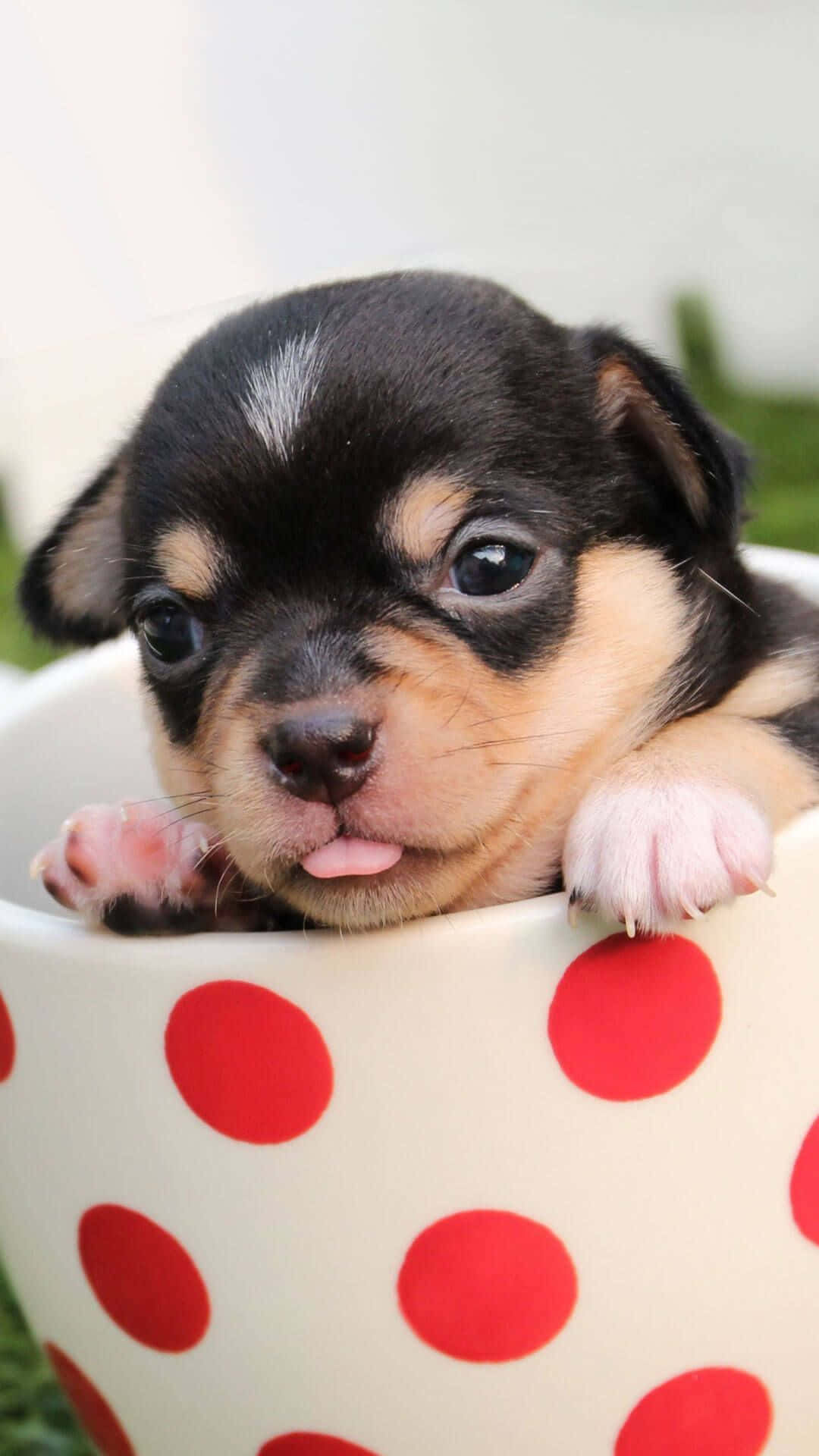 black and tan puppy, big eyes, white mug, Full HD Phone Wallpaper
