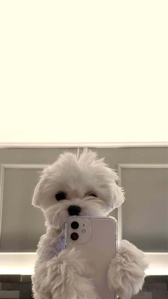 White Dog iPhone, fluffy white dog, phone, SD Phone Wallpaper