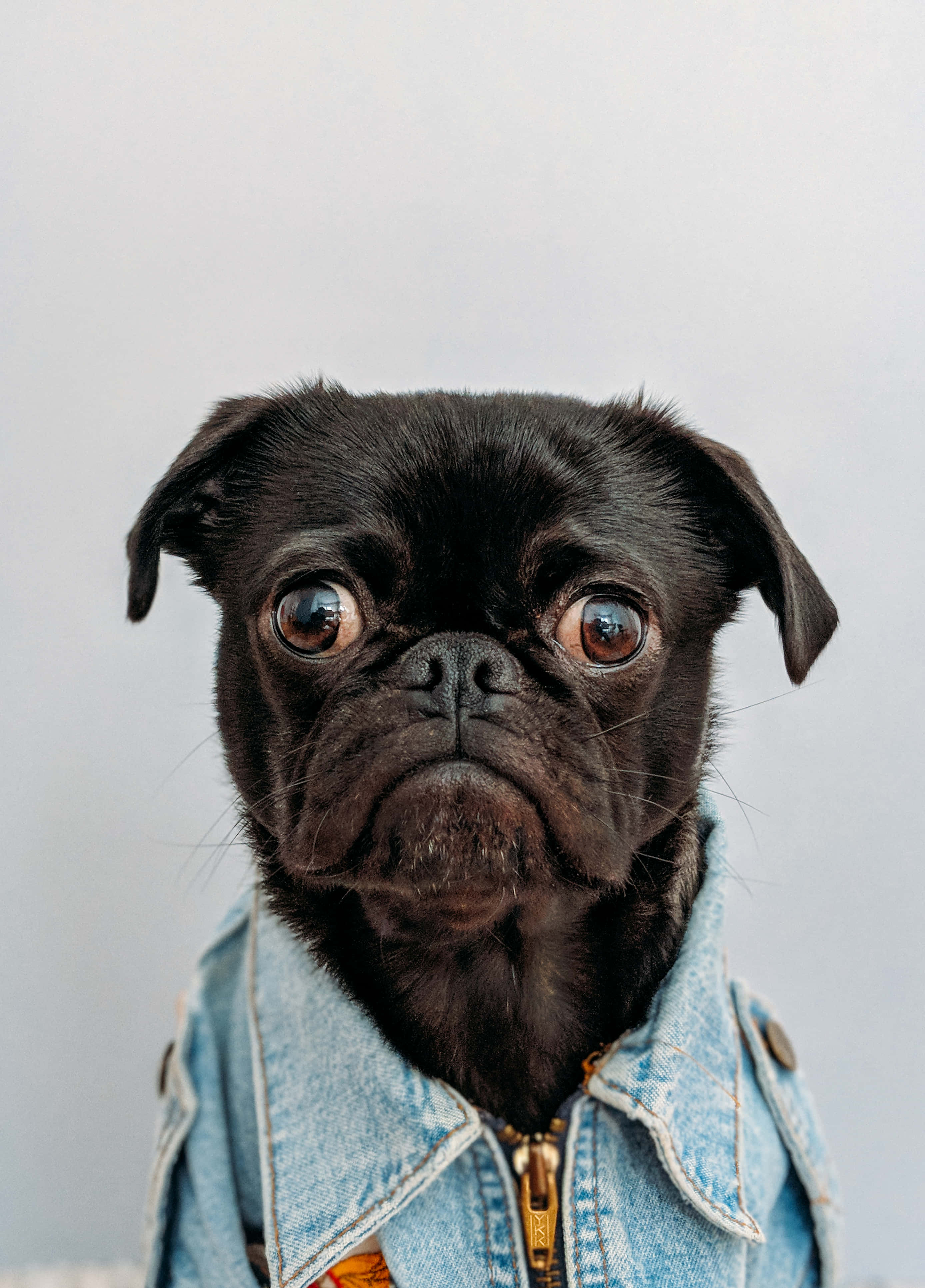 pug, denim jacket, black, 4K Phone Wallpaper