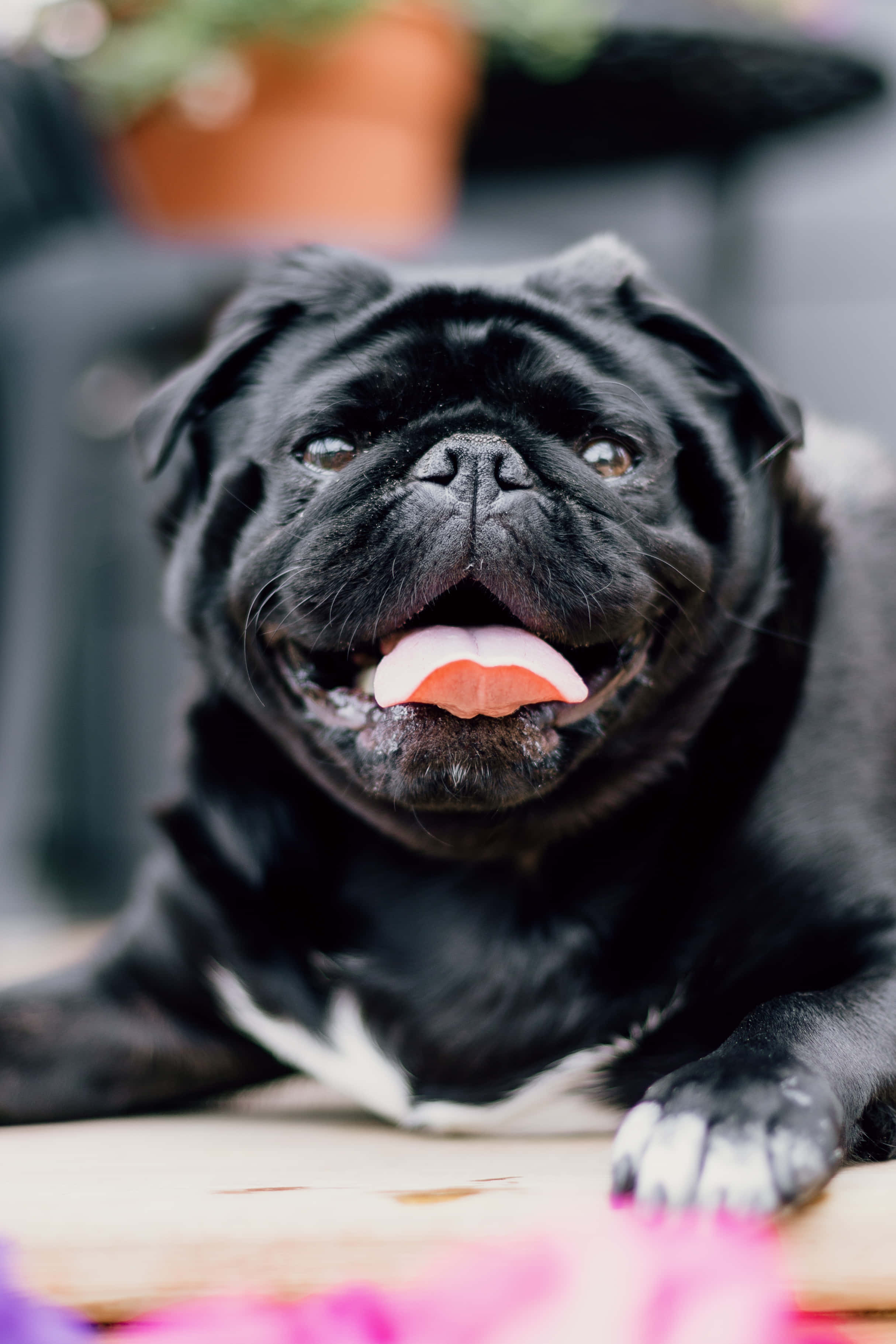 pug, shiny black fur, white chest, 2K Phone Wallpaper
