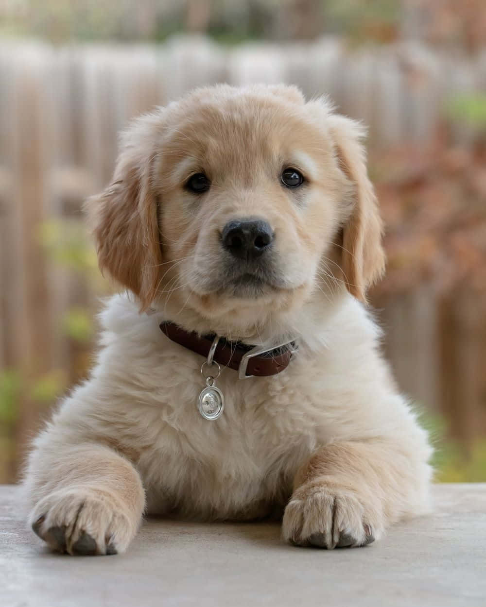 golden retriever puppy, big dark eyes, concrete surface, SD Phone Wallpaper