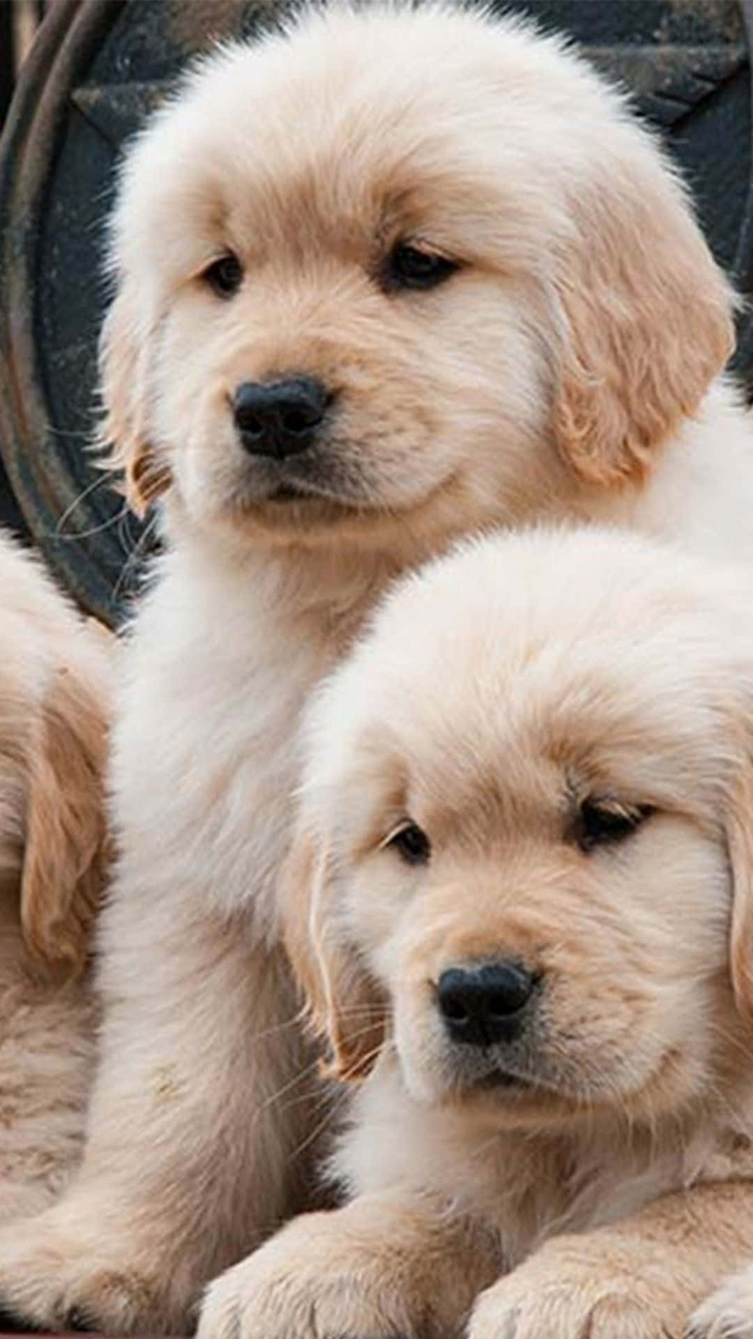 golden retriever puppies, soft cream fur, dark textured background, Full HD Phone Wallpaper