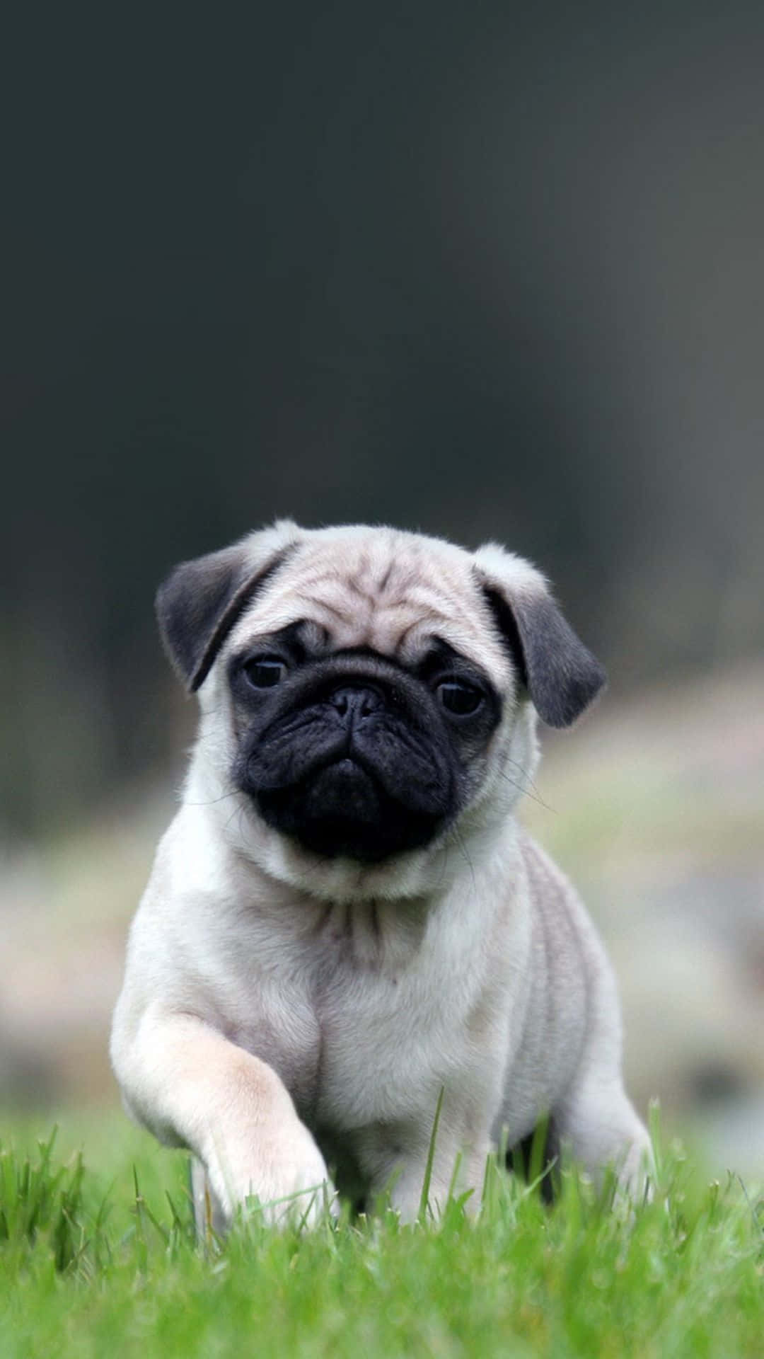 fawn pug puppy, wrinkled face, vibrant green grass, Full HD Phone Wallpaper