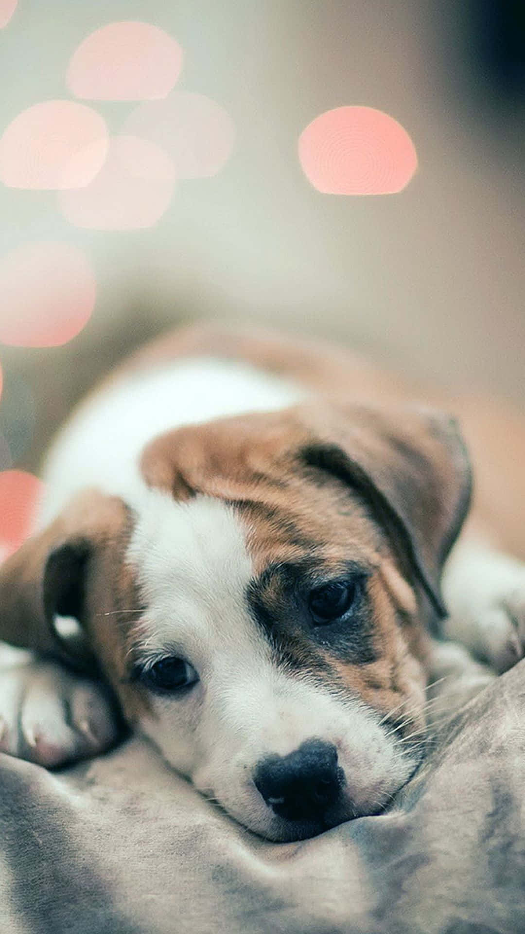 iPhone, puppy, brown and white, Full HD Phone Wallpaper