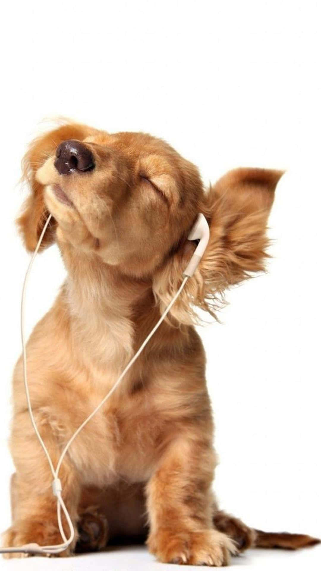 dog, earbuds, fluffy brown dog, Full HD Phone Wallpaper