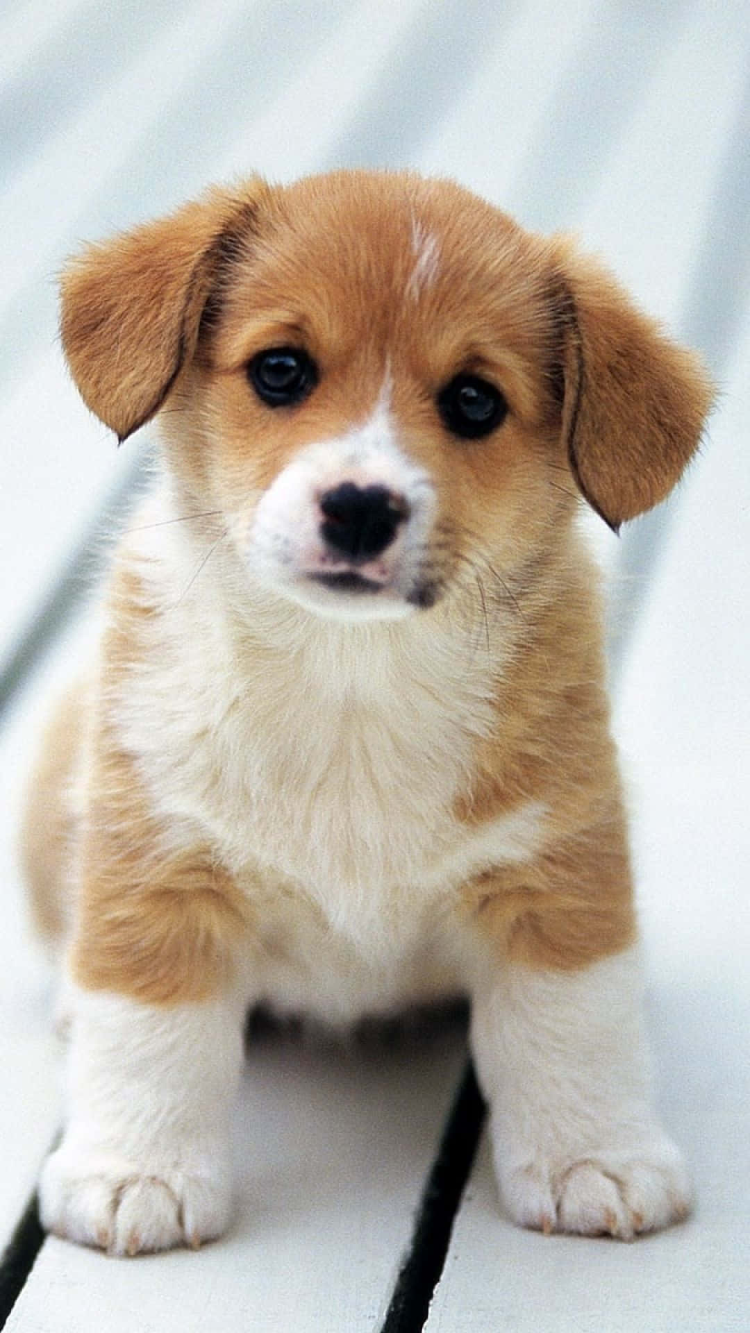 puppy, tan and white, big dark eyes, Full HD Phone Wallpaper