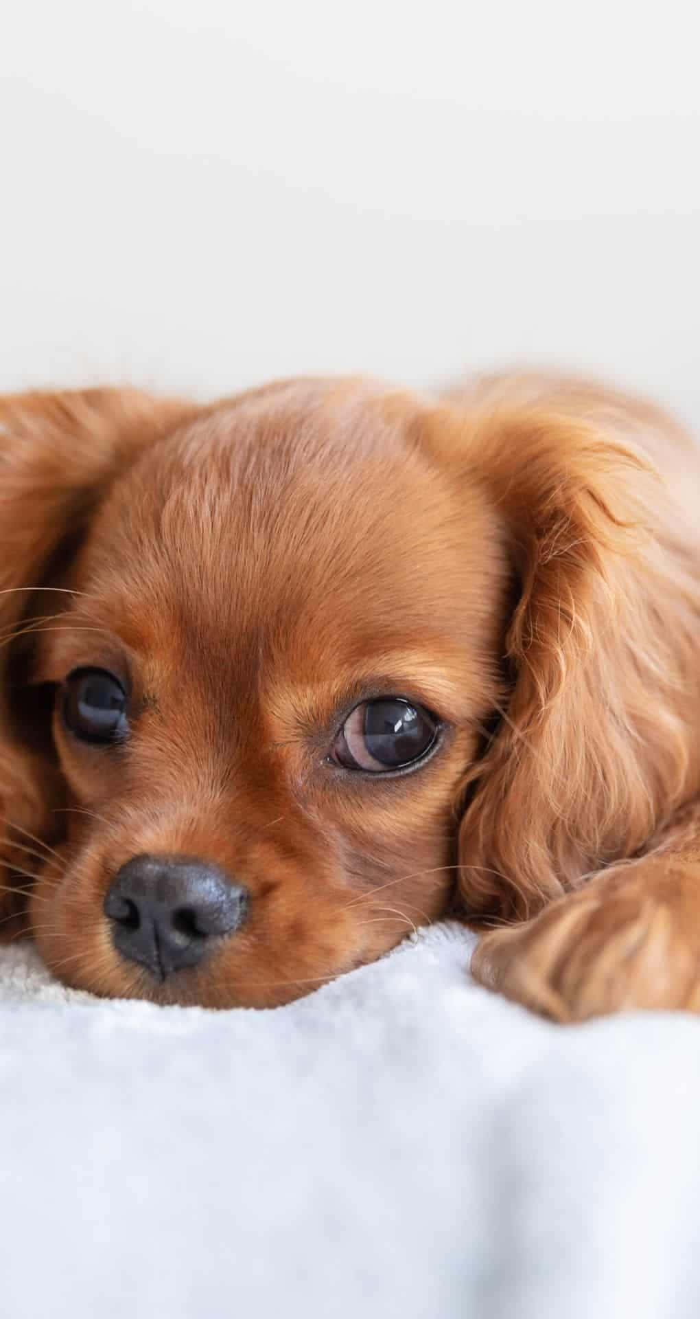 brown dog, white bed, fluffy brown puppy, Full HD Phone Wallpaper
