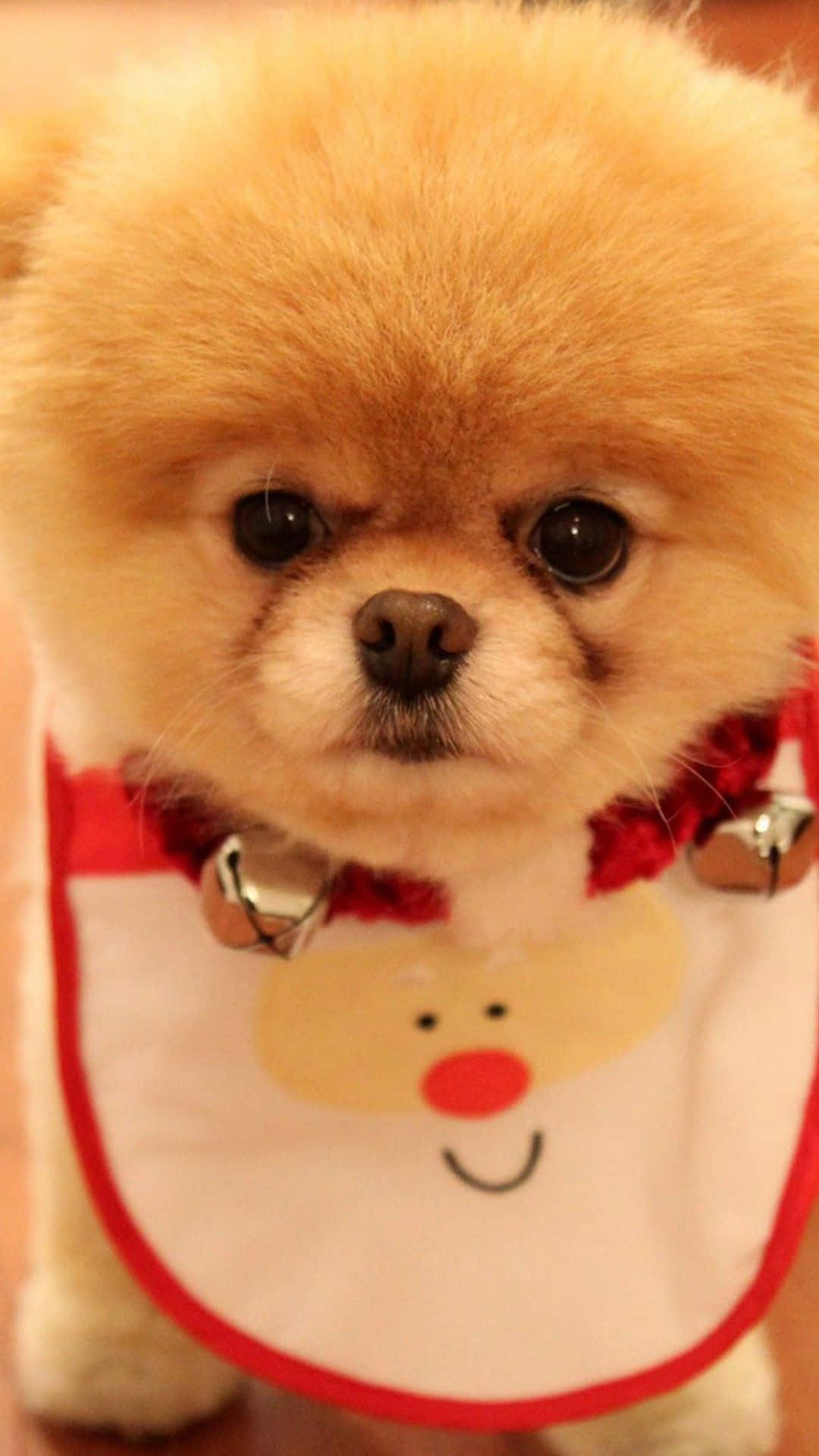 Pomeranian, Santa bib, reindeer face, Full HD Phone Wallpaper