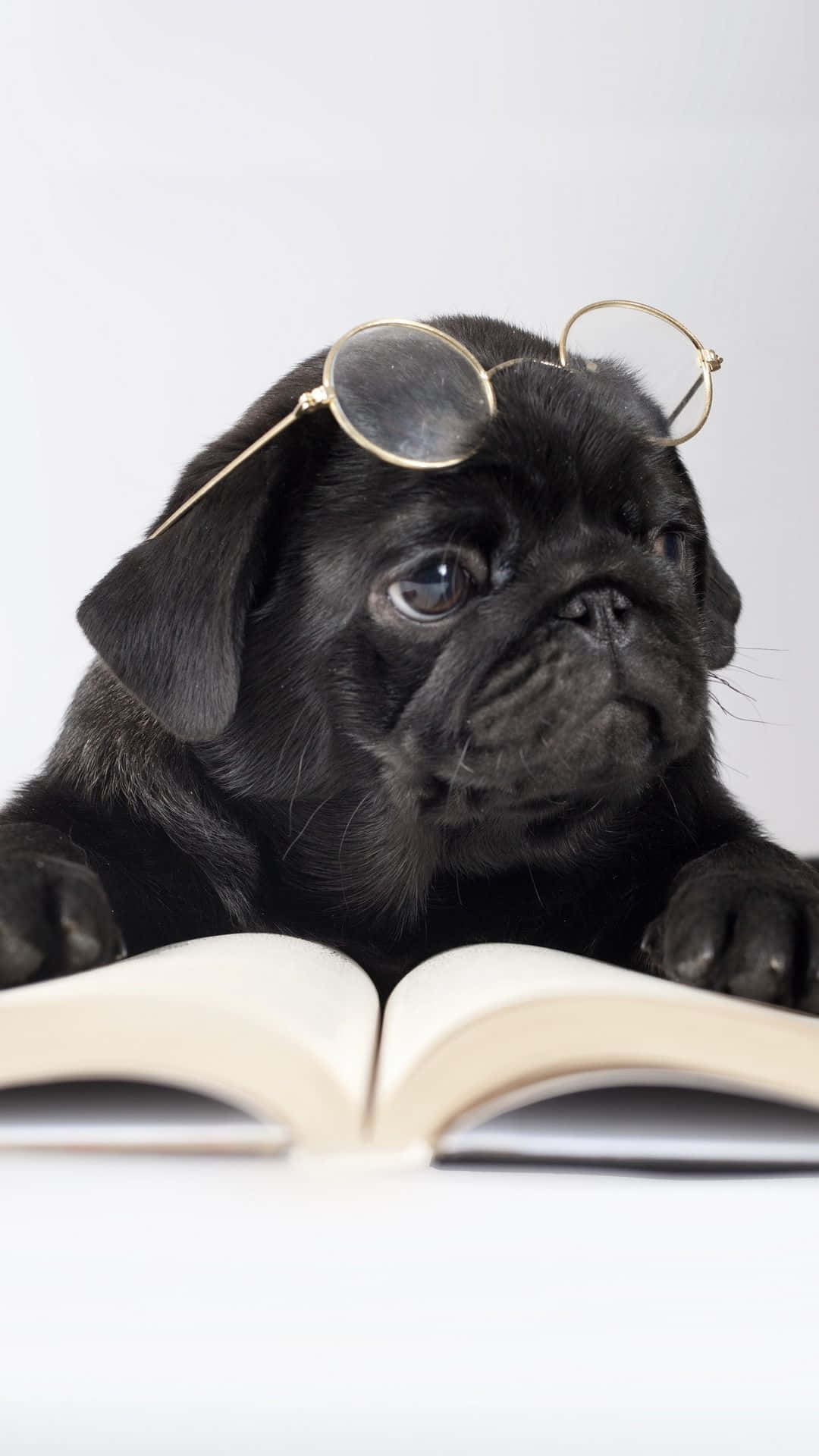 black pug puppy, gold-rimmed glasses, open book, Full HD Phone Wallpaper