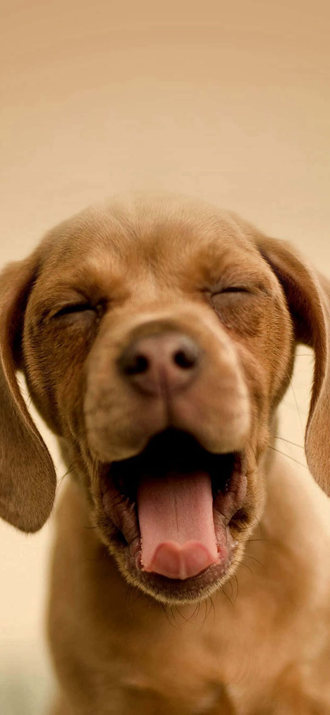 iPhone, 1125 x 2436, brown puppy, Full HD Phone Wallpaper