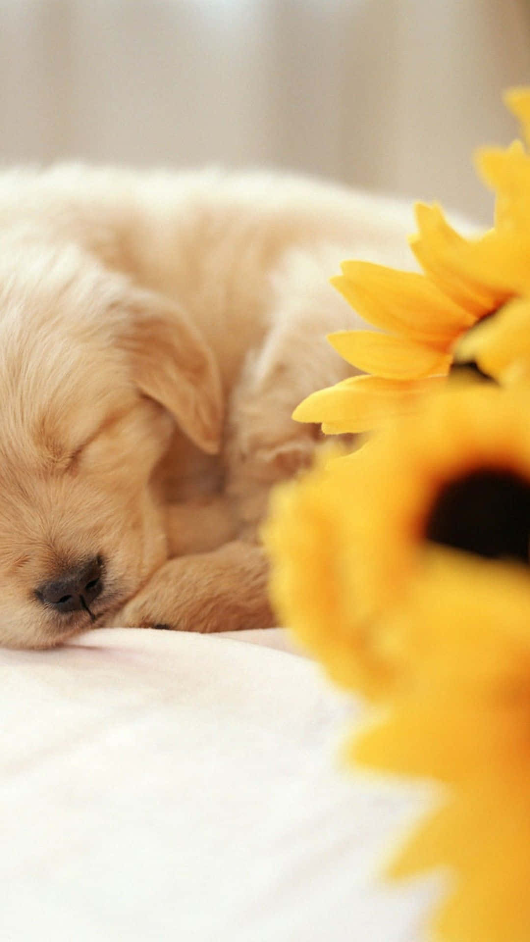 golden puppy, vibrant yellow sunflowers, soft white surface, Full HD Phone Wallpaper