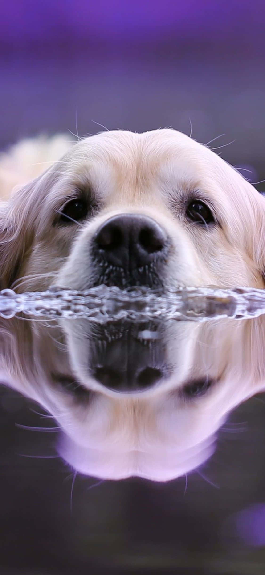golden retriever, water, purple glow, Full HD Phone Wallpaper