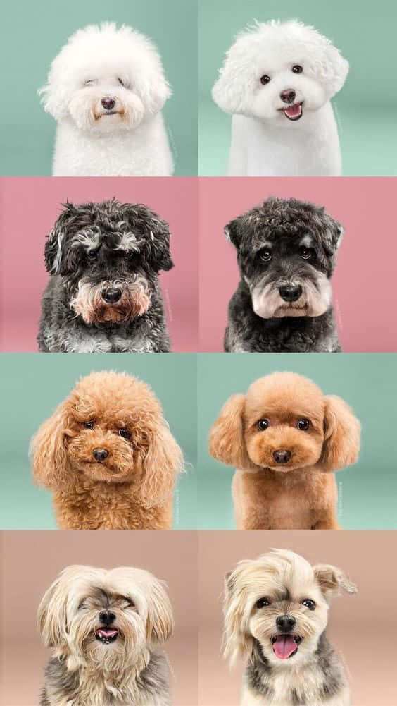 Dog iPhone, collage, six dogs, SD Phone Wallpaper