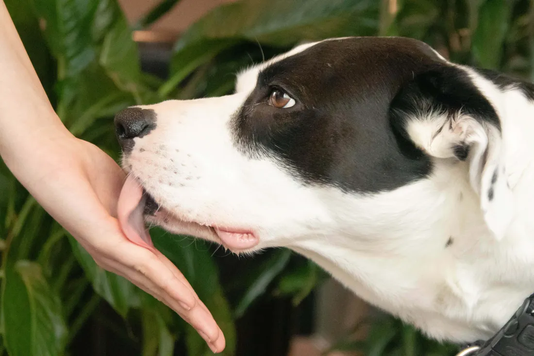 Dog Love