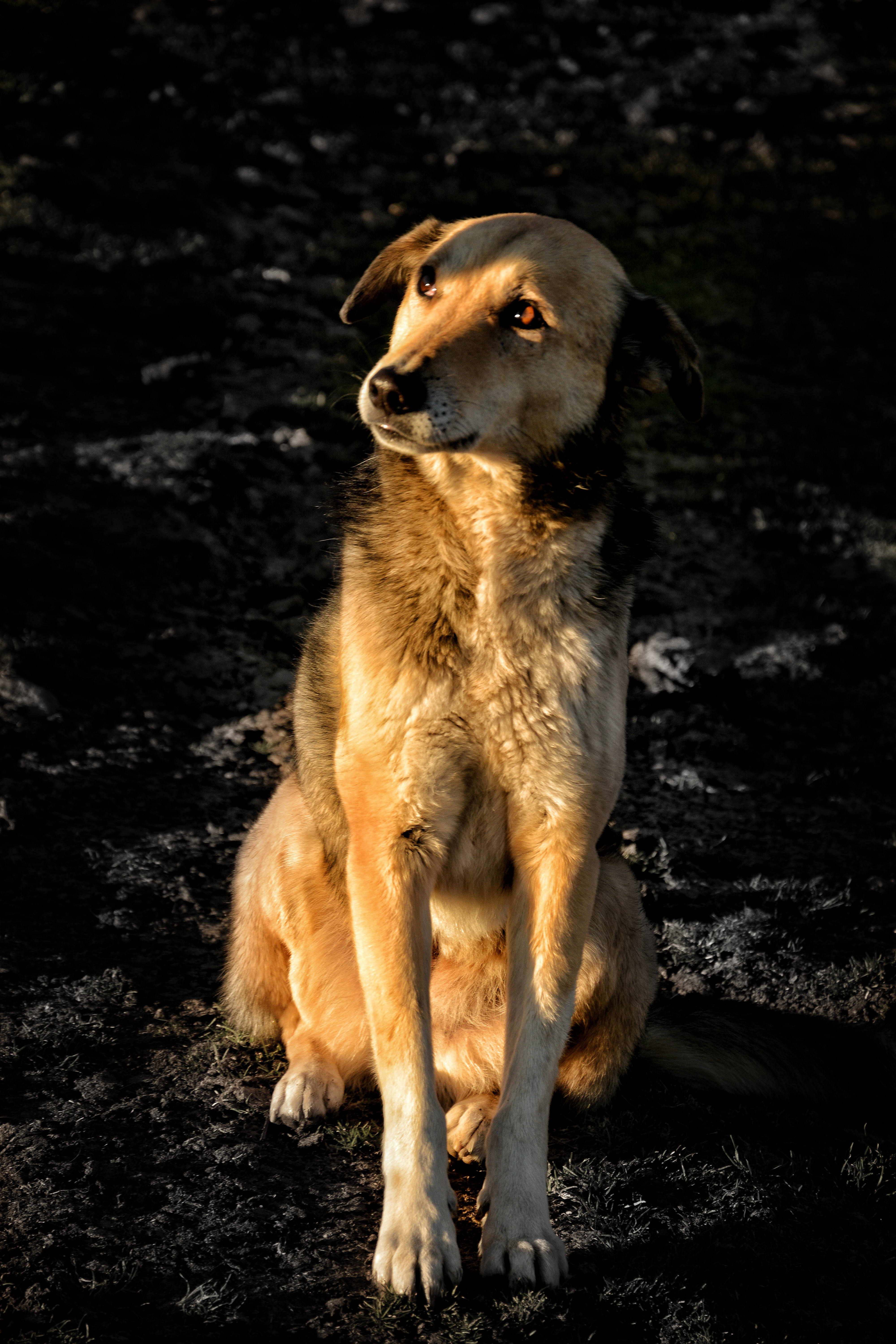 tan dog, dappled sunlight, dark earth, 5K Phone Wallpaper