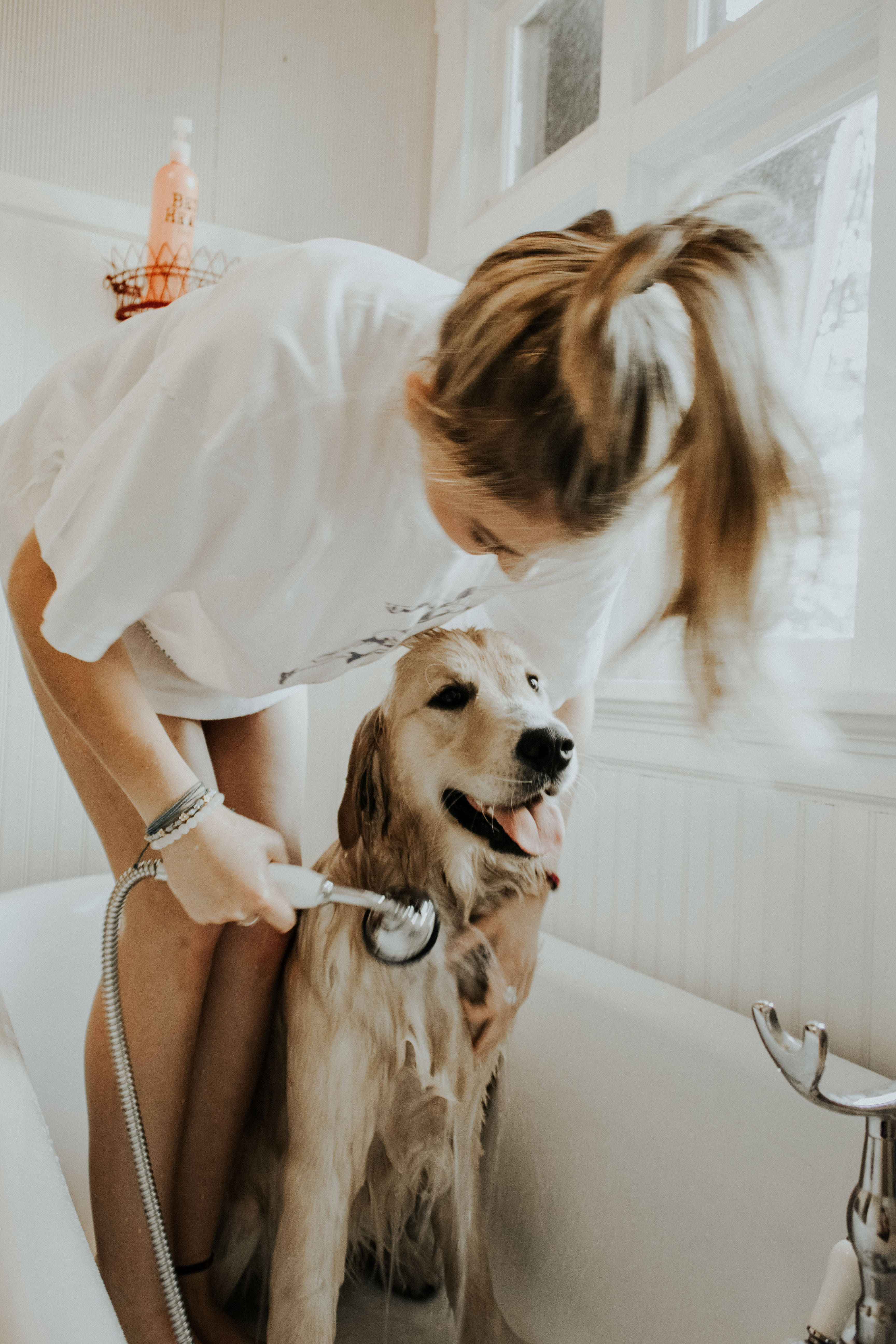 golden retriever, white bathtub, natural light, 5K Phone Wallpaper