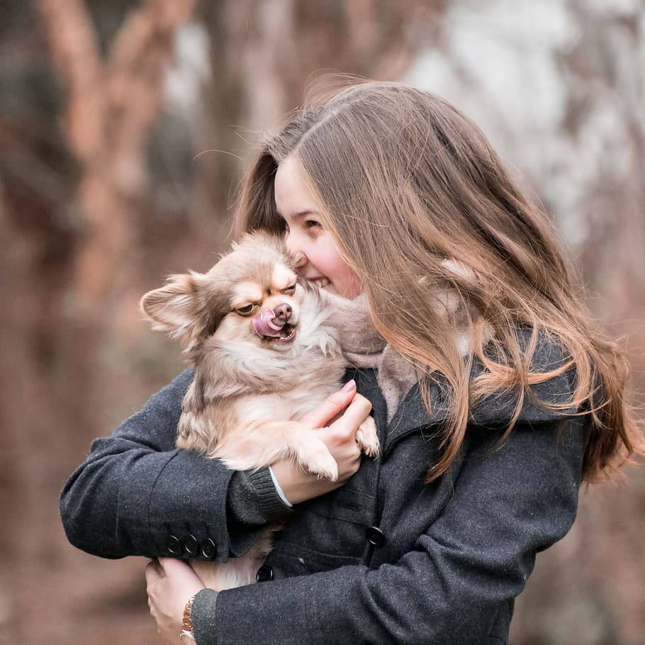 fluffy chihuahua, smiling woman, dark coat, SD Desktop Wallpaper